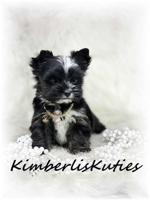 Non-Fading (KB) Yorkshire Terrier ~ Female, Montana