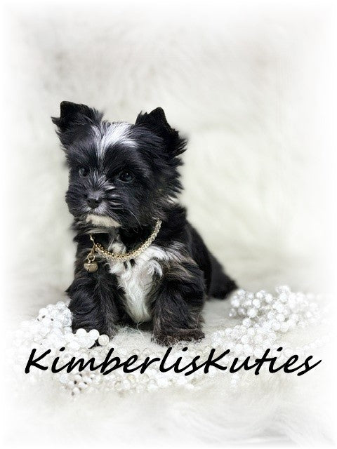 Non-Fading (KB) Yorkshire Terrier ~ Female, Montana