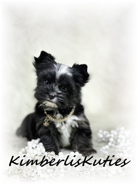 Non-Fading (KB) Yorkshire Terrier ~ Female, Montana