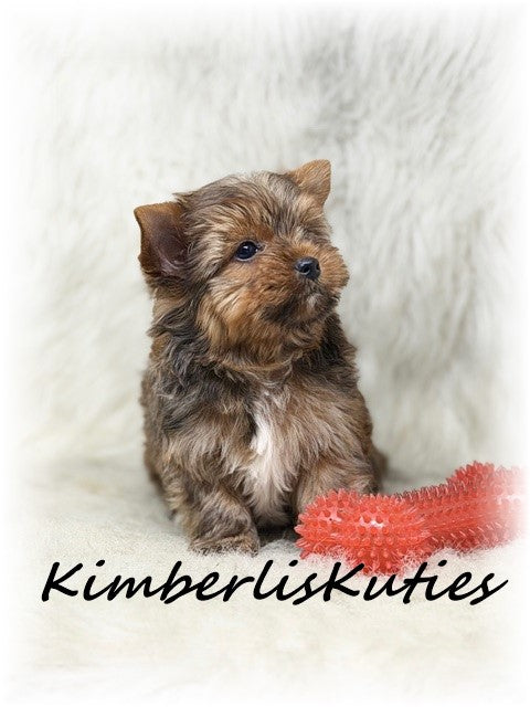 SABLE/GOLDEN Yorkshire Terrier ~ Male, Koda