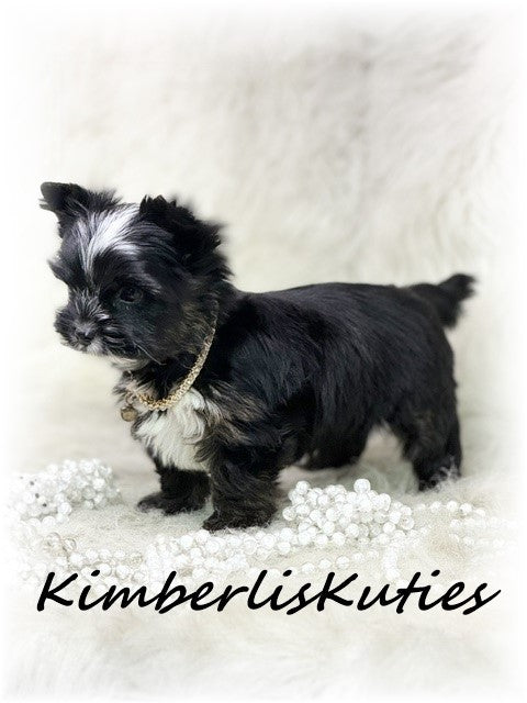 Non-Fading (KB) Yorkshire Terrier ~ Female, Montana