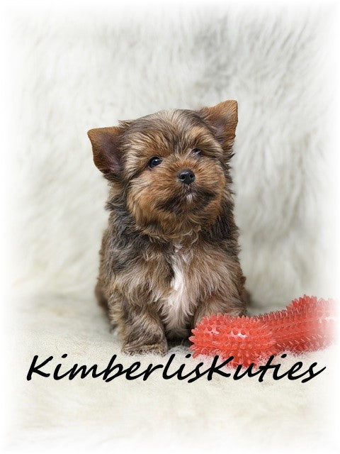 SABLE/GOLDEN Yorkshire Terrier ~ Male, Koda