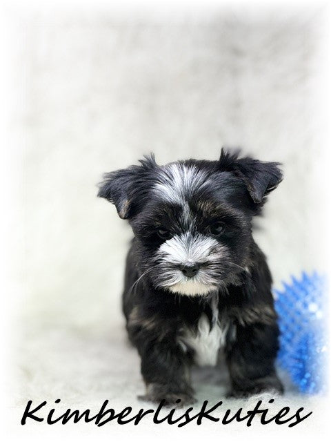 Non-Fading (KB) Yorkshire Terrier ~ Male, Memphis