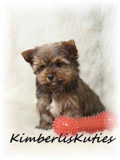 SABLE/GOLDEN Yorkshire Terrier ~ Male, Koda