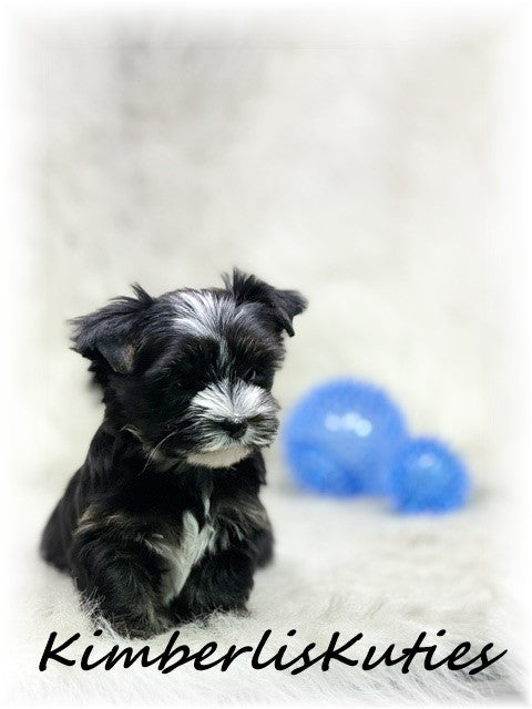 Non-Fading (KB) Yorkshire Terrier ~ Male, Memphis