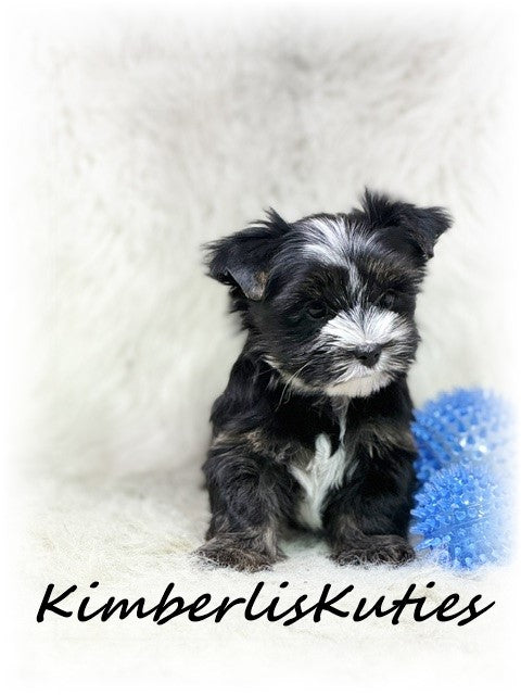 Non-Fading (KB) Yorkshire Terrier ~ Male, Memphis