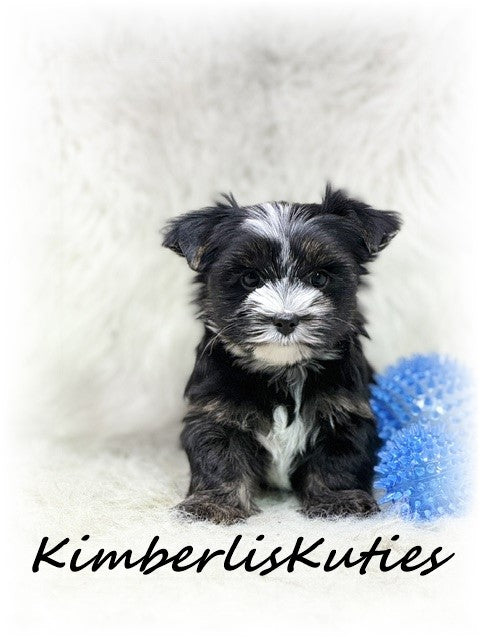 Non-Fading (KB) Yorkshire Terrier ~ Male, Memphis