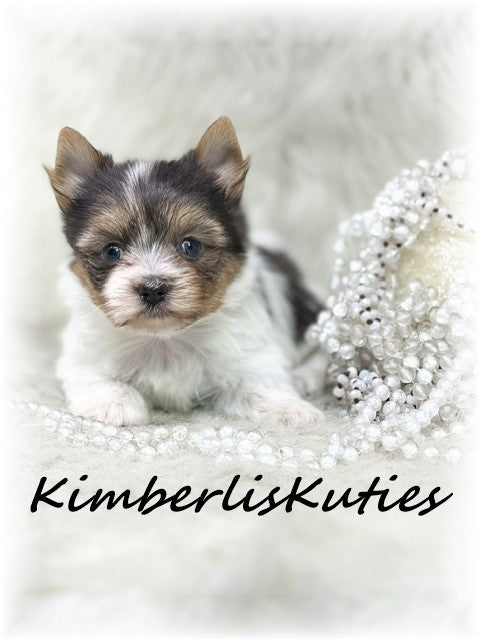 Yorkshire Terrier with a touch of Papillon / Female, Hayley