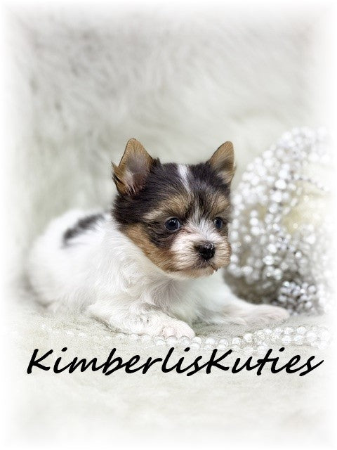 Yorkshire Terrier with a touch of Papillon / Female, Hayley