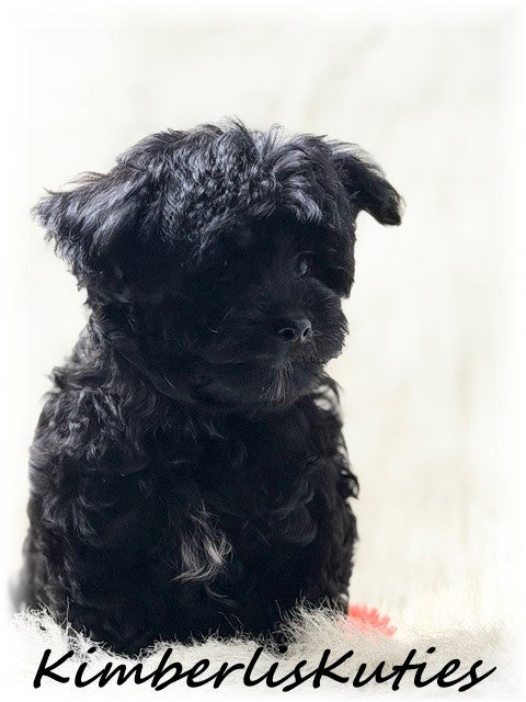 MORKIE (Maltese/ Yorkshire Terrier) Male, Harvey