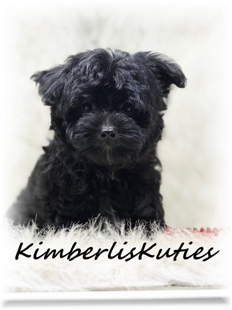 MORKIE (Maltese/ Yorkshire Terrier) Male, Harvey