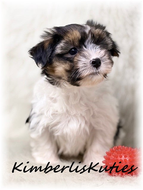 YORKIE POO (Yorkshire Terrier/Toy Poodle) Male, Milo