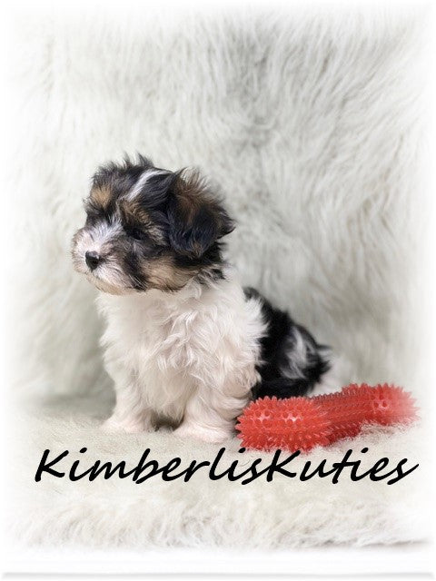 YORKIE POO (Yorkshire Terrier/Toy Poodle) Male, Milo