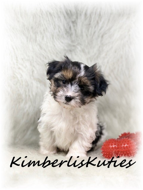 YORKIE POO (Yorkshire Terrier/Toy Poodle) Male, Milo