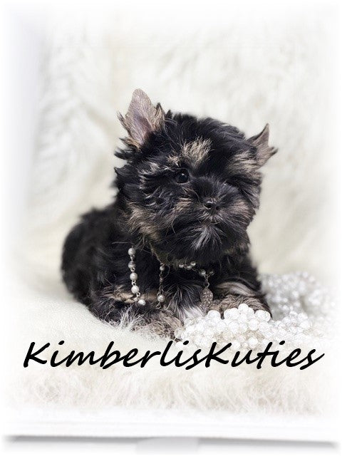 TRADITIONAL non-fading Yorkshire Terrier ~ Female, Riley