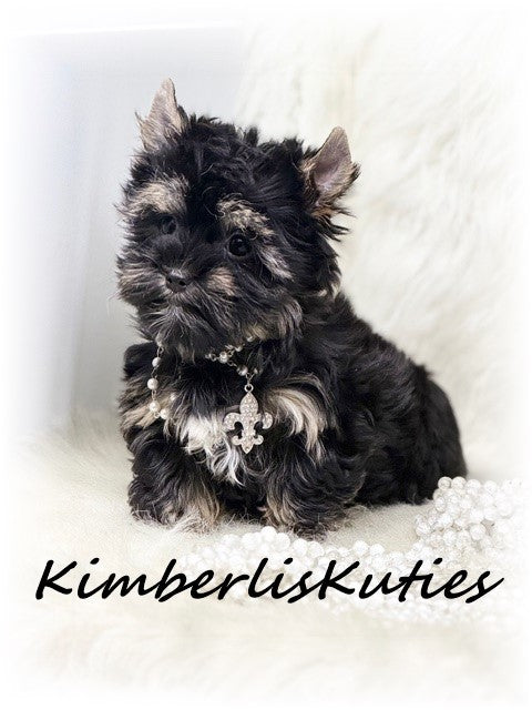 TRADITIONAL non-fading Yorkshire Terrier ~ Female, Riley