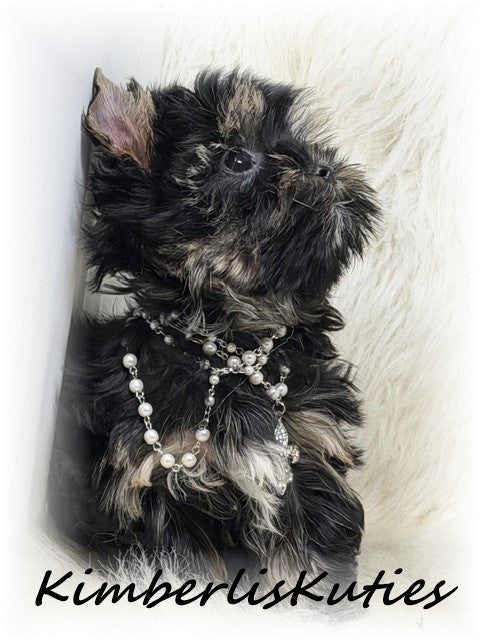 TRADITIONAL non-fading Yorkshire Terrier ~ Female, Riley