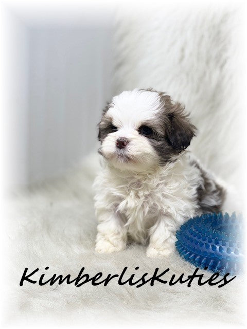 SOLD .... MALTI-POO (Maltese/Toy Poodle) Male, Little Gavyn