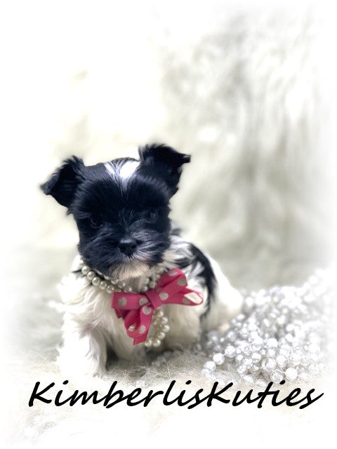 MORKIE (Maltese/Yorkshire Terrier) Female, Wiley