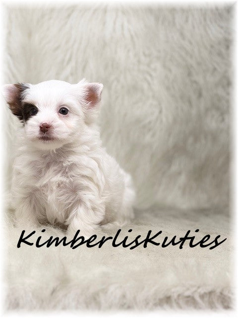 CHOCOLATE Parti Yorkshire Terrier ~ Male, Seth