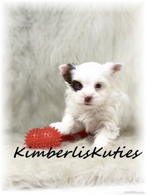 CHOCOLATE Parti Yorkshire Terrier ~ Male, Seth