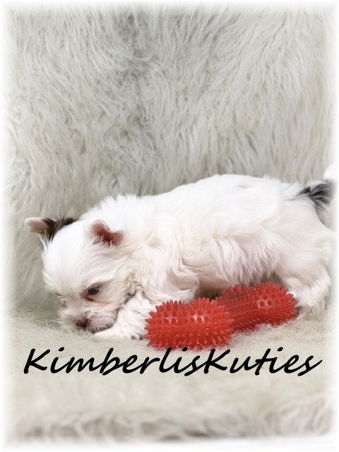 CHOCOLATE Parti Yorkshire Terrier ~ Male, Seth