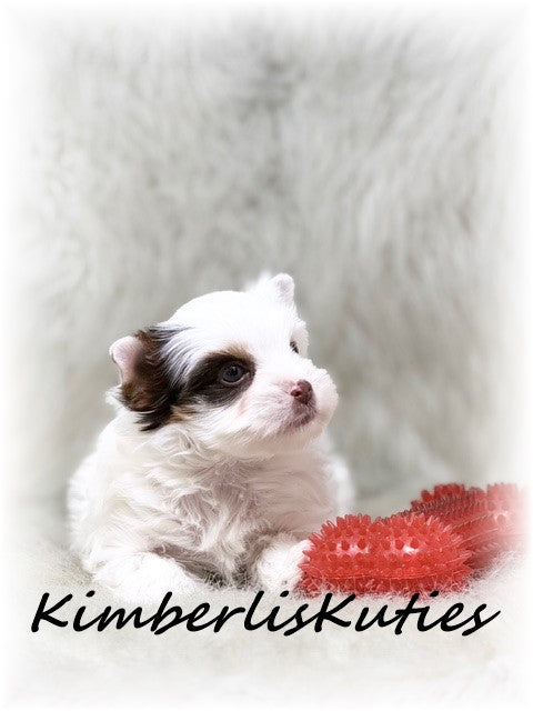 CHOCOLATE Parti Yorkshire Terrier ~ Male, Seth