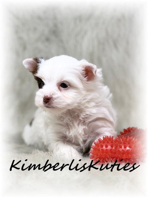 CHOCOLATE Parti Yorkshire Terrier ~ Male, Seth