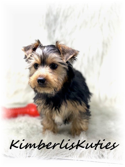 TRADITIONAL Yorkshire Terrier ~ Male, Buster