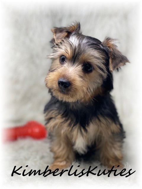 TRADITIONAL Yorkshire Terrier ~ Male, Buster