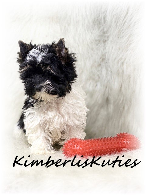 PARTI Yorkshire Terrier ~ Male, Rip