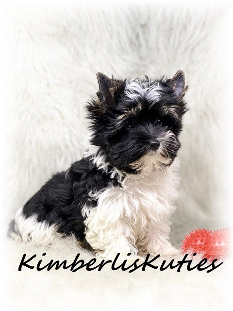 PARTI Yorkshire Terrier ~ Male, Rip