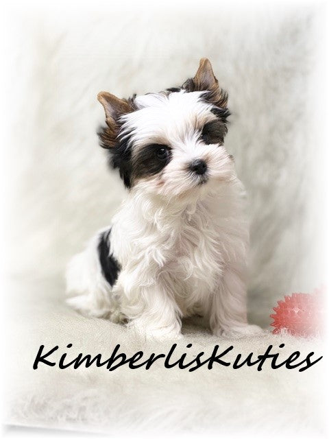 PARTI Yorkshire Terrier ~ Male, Buster