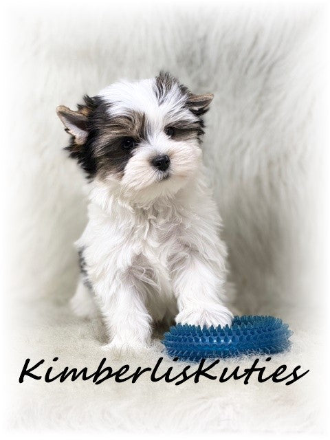 PARTI Yorkshire Terrier ~ Male, Beau