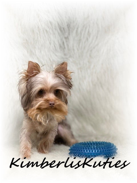 CHOCOLATE Yorkshire Terrier ~ Male, Tiny Dutton 2 lb. 12 oz.