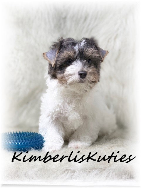 BLUE Parti Yorkshire Terrier ~ Male, Dagger