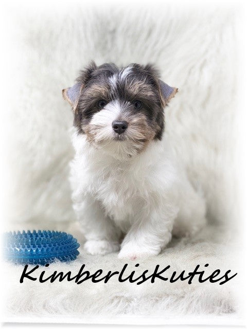 BLUE Parti Yorkshire Terrier ~ Male, Dagger
