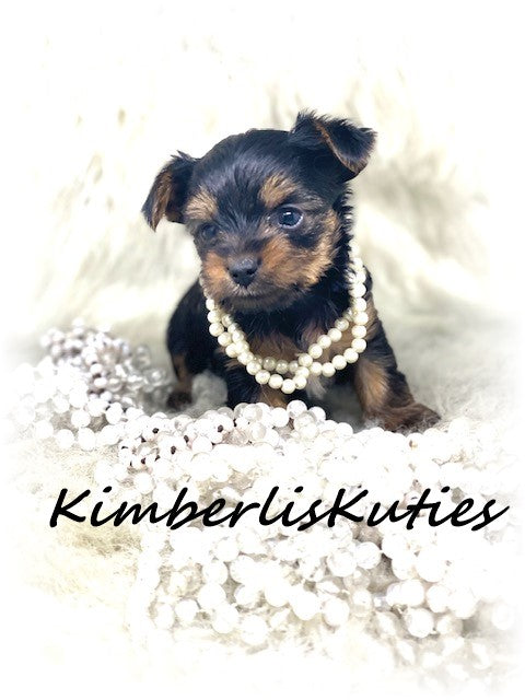 SOLD …. TRADITIONAL Yorkshire Terrier ~ Female, Harlow