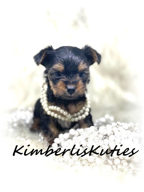 SOLD …. TRADITIONAL Yorkshire Terrier ~ Female, Harlow