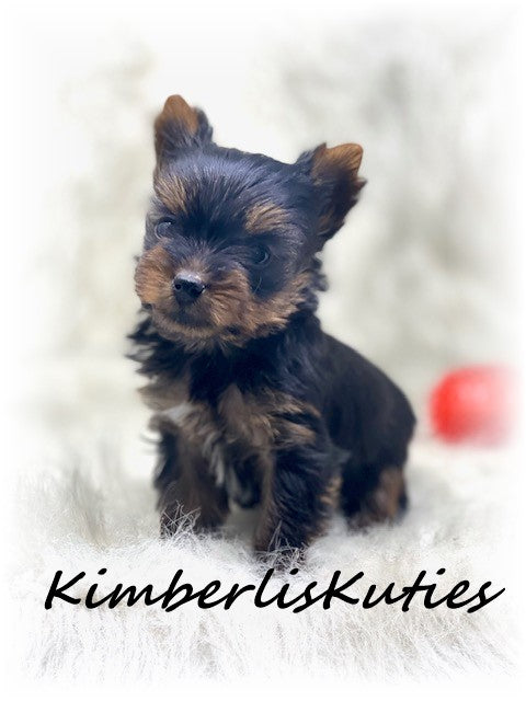 TRADITIONAL Yorkshire Terrier ~ Male, Holt