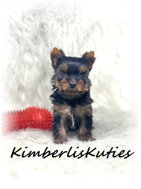 TRADITIONAL Yorkshire Terrier ~ Male, Holt