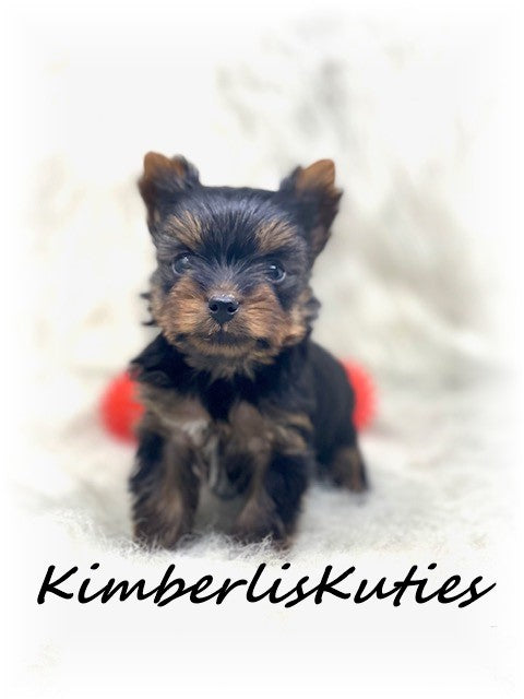 TRADITIONAL Yorkshire Terrier ~ Male, Holt