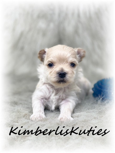 GOLDEN Yorkshire Terrier ~ Male, Beau