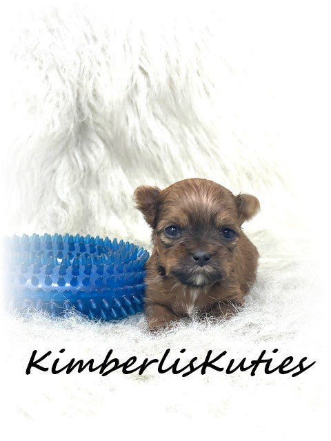 GOLDEN Yorkshire Terrier ~ Male, Bodie