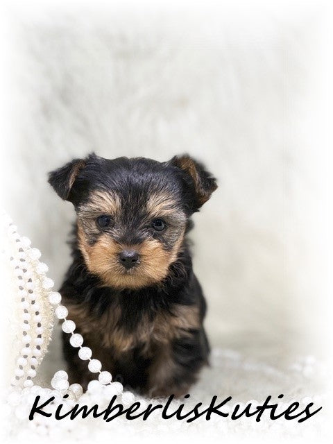 TRADITIONAL Yorkshire Terrier ~ Female, Blakely