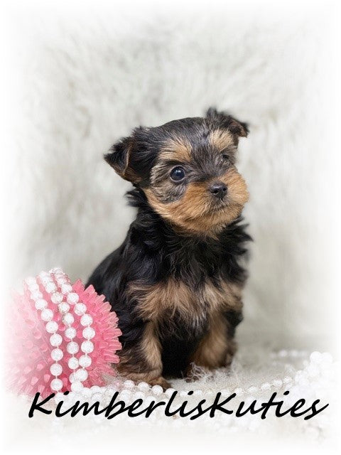 TRADITIONAL Yorkshire Terrier ~ Female, Blair