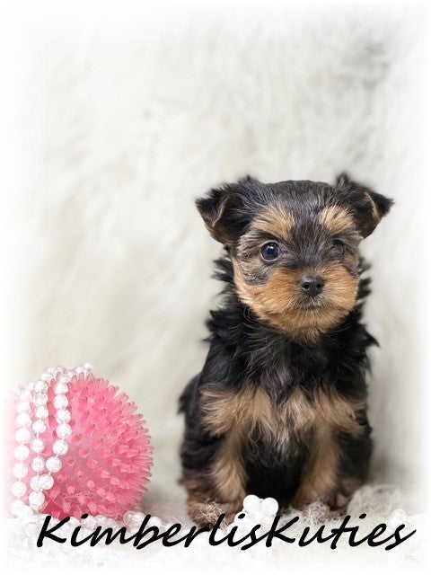 TRADITIONAL Yorkshire Terrier ~ Female, Blair