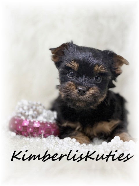 TRADITIONAL Yorkshire Terrier ~ Female, Gabby