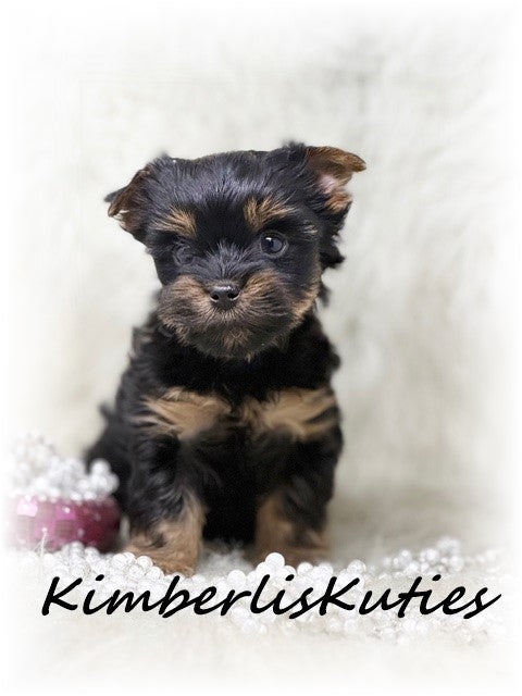 TRADITIONAL Yorkshire Terrier ~ Female, Gabby