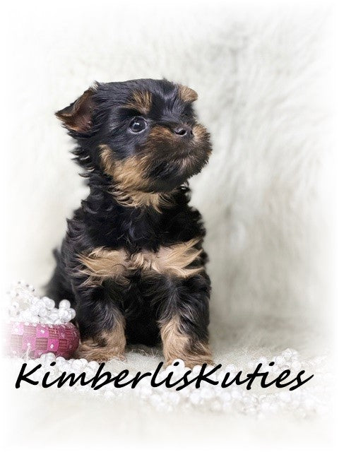 TRADITIONAL Yorkshire Terrier ~ Female, Gabby
